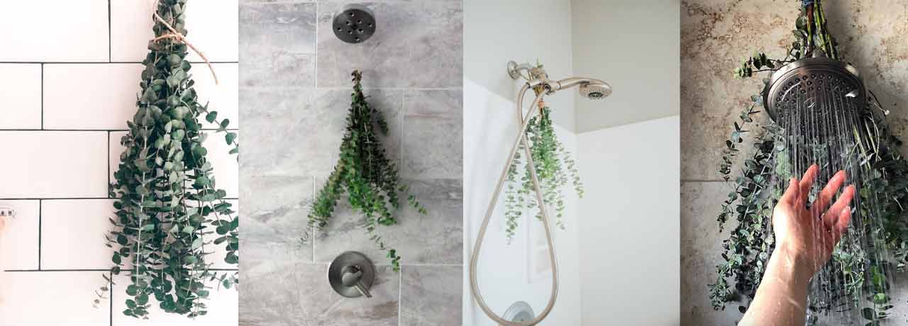 Four showers with eucalyptus hanging from shower heads