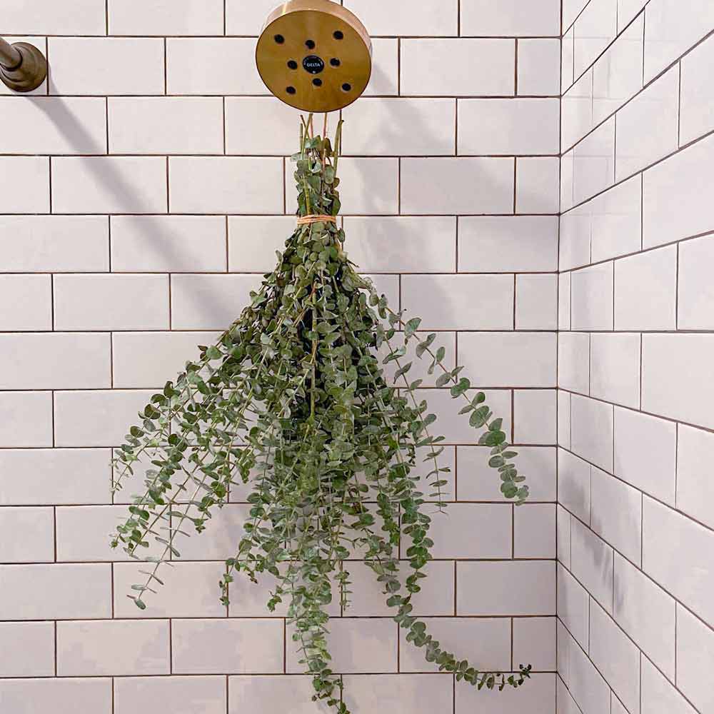 Fresh eucalyptus bouquet hanging from a brass shower head