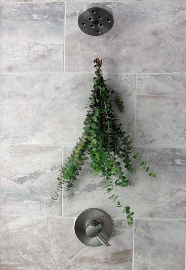 Fresh eucalyptus hanging in a marble shower